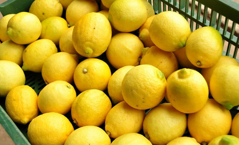 Limones alcanzan su valor más bajo de los últimos 10 años