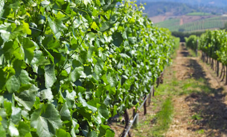 Aumenta inversión en viñas de Ñuble, la región concentra el mayor número de productores de vinos de Indap